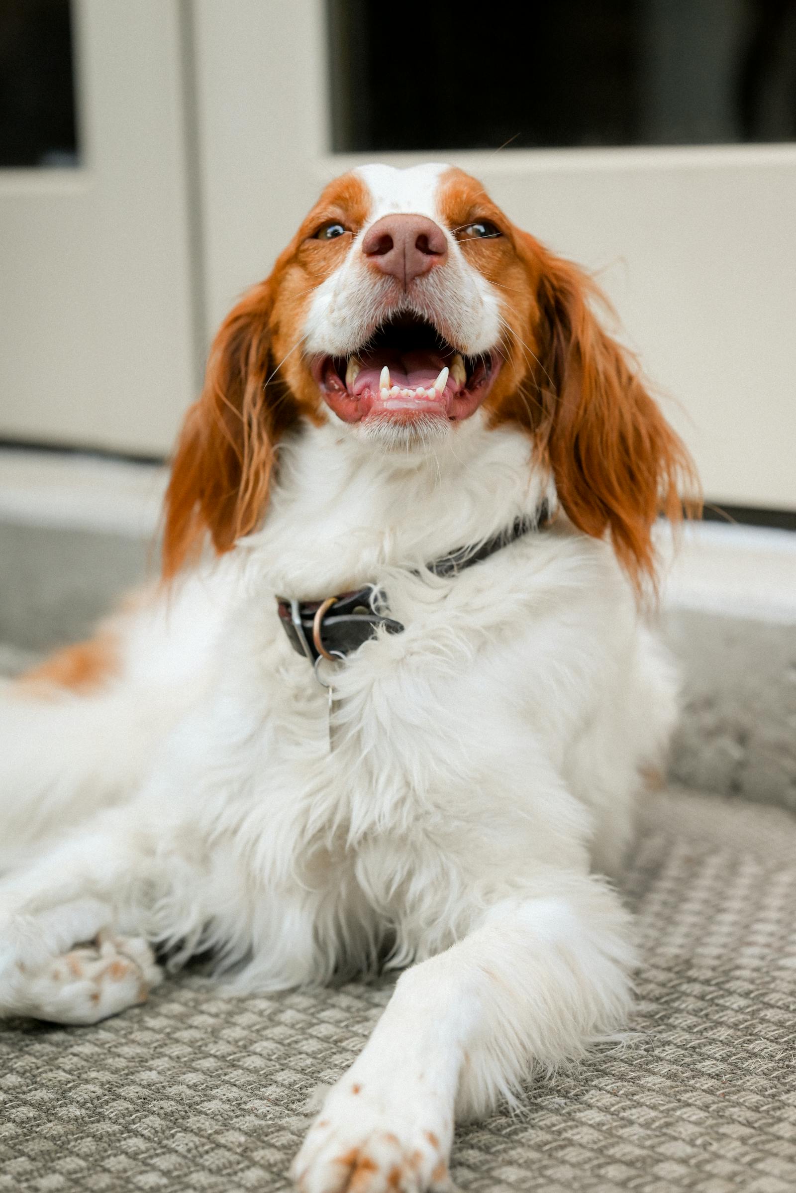Relaxed dog lying indoors on a soft surface