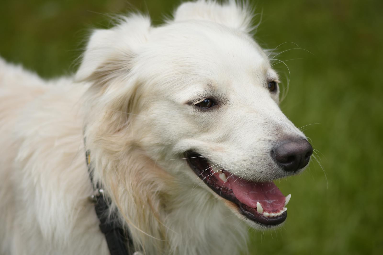 Long-coated dog happy in the outdoor run