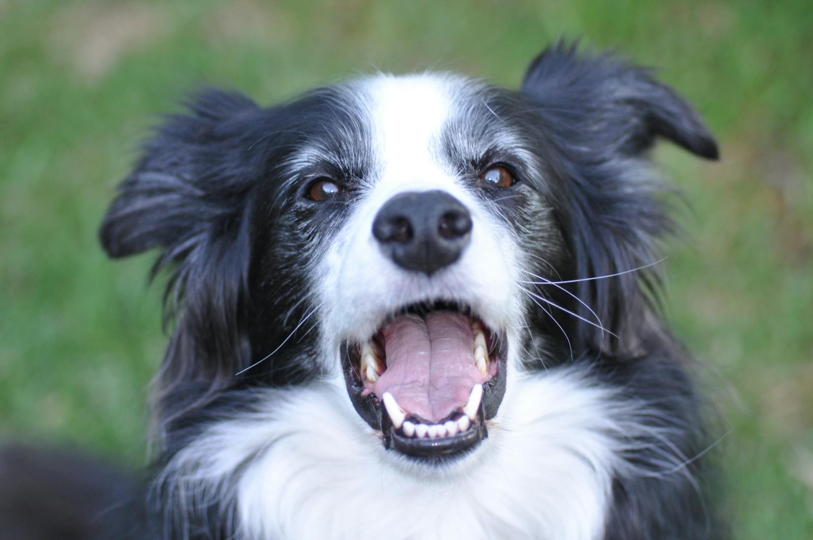 Smiling border collie outdoors