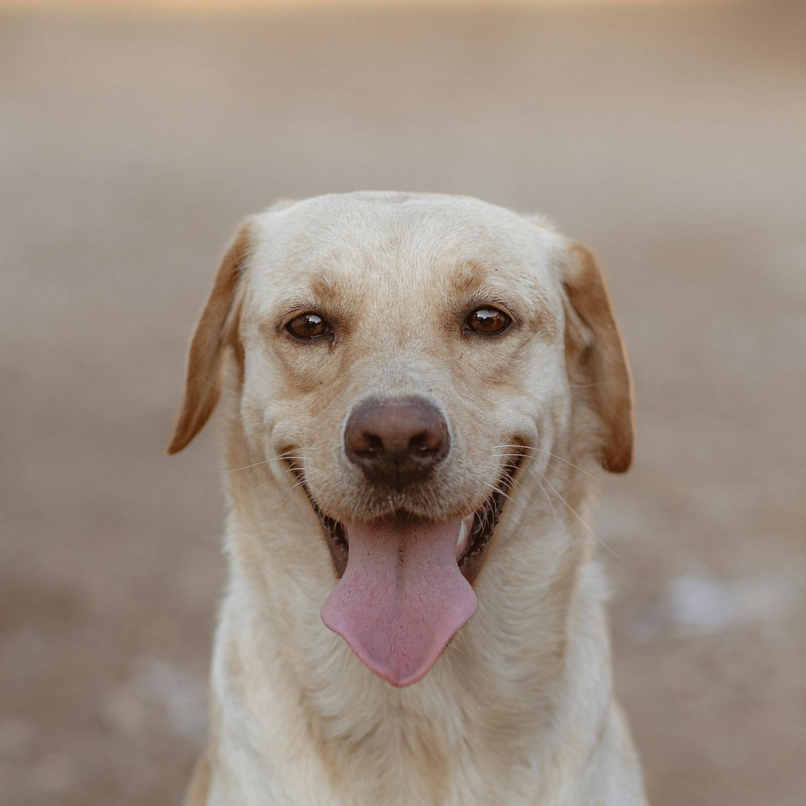Labrador retriever enjoying a sunny afternoon