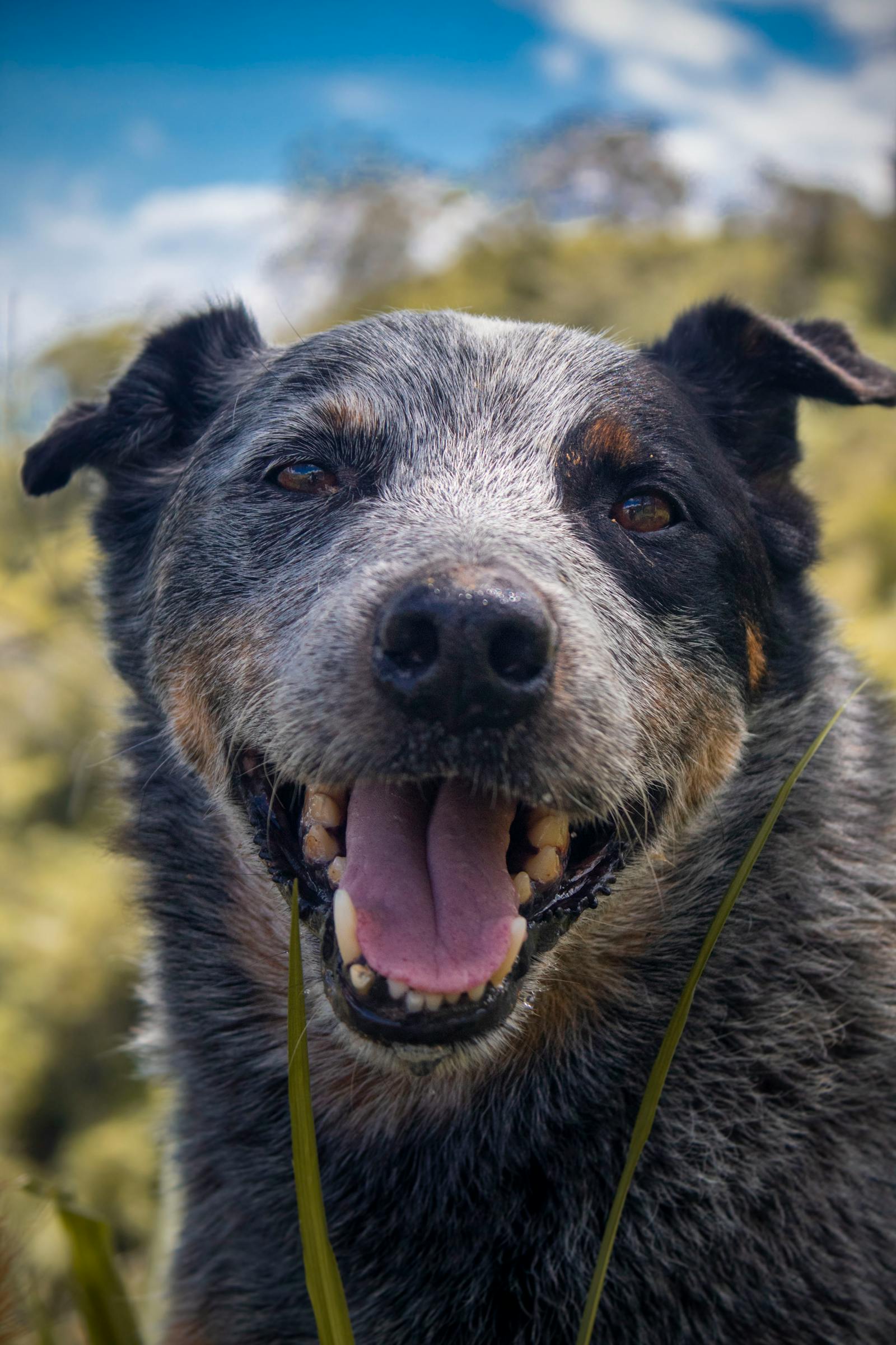 Australian cattle dog with a playful expression