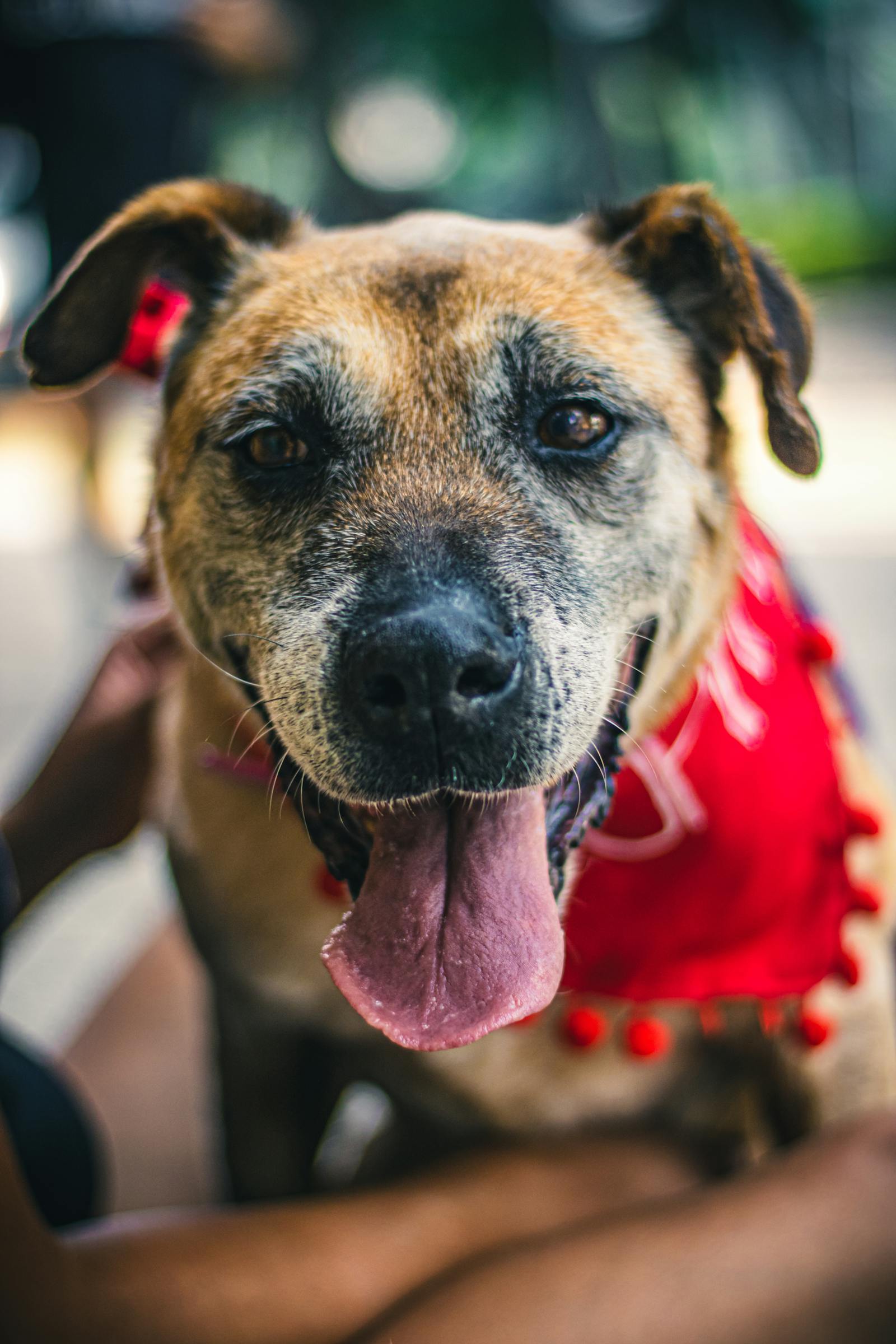 Dog in a red bandana on a walk