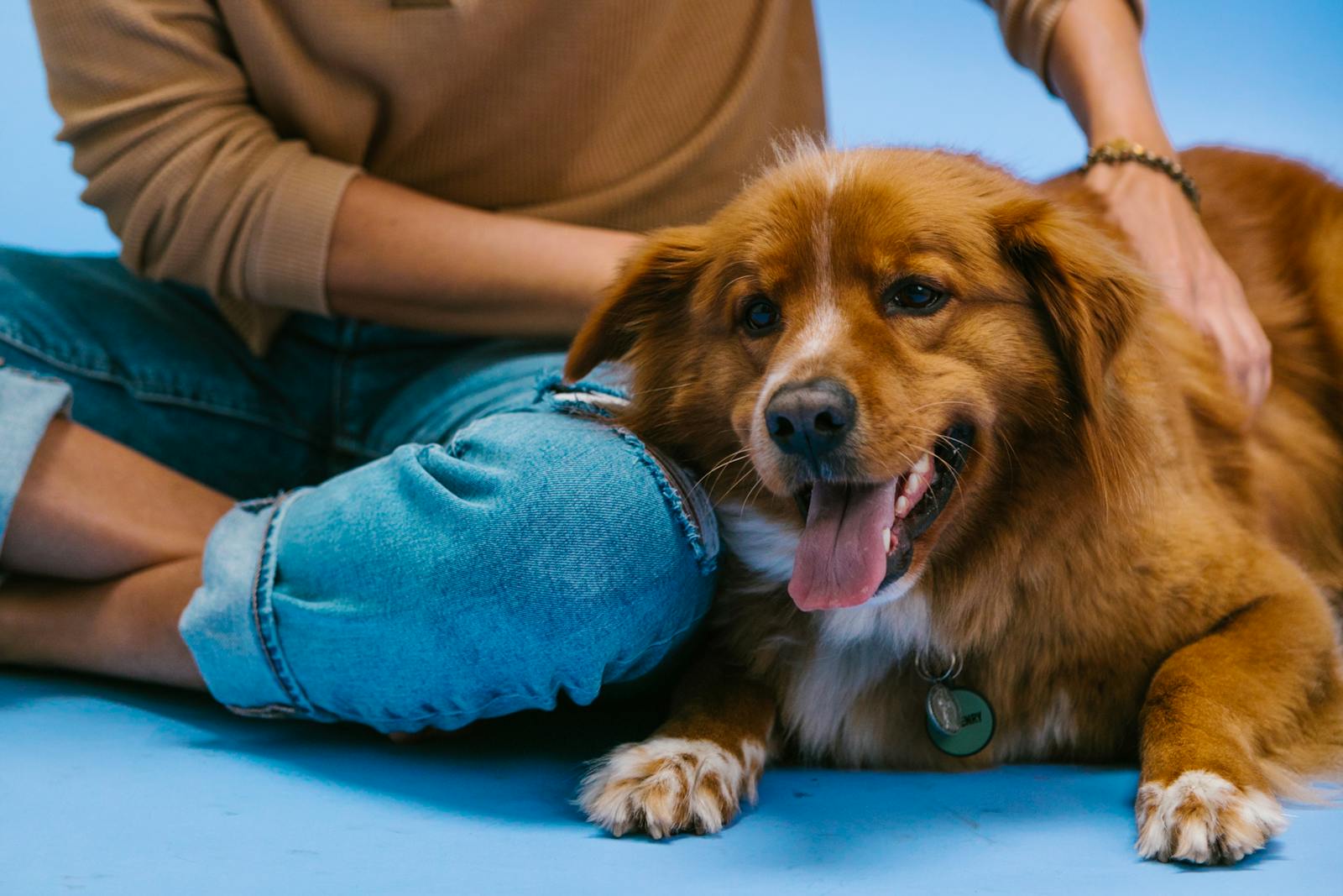 Dog relaxing on its owner's lap indoors