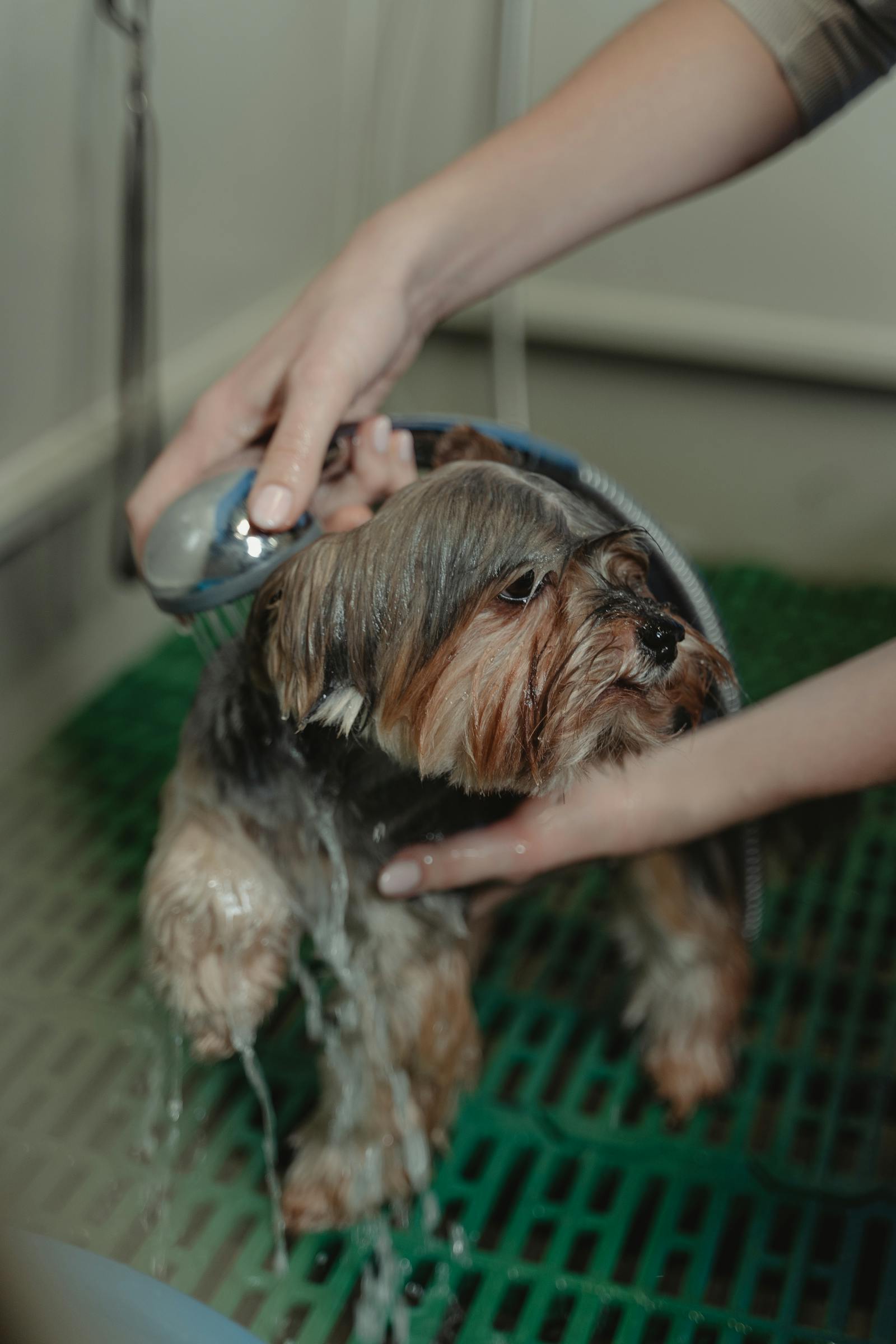 Small dog being gently bathed