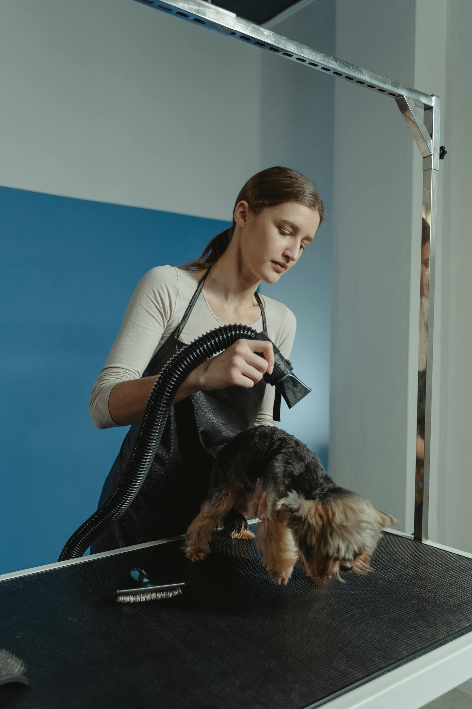 Professional groomer blow-drying a dog on the table