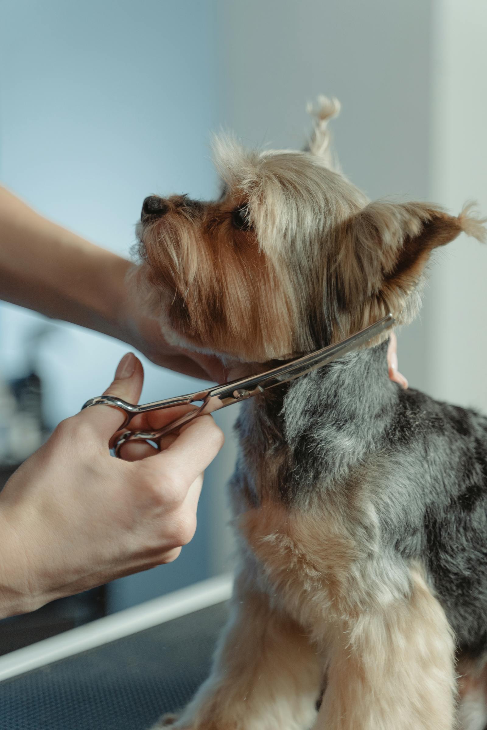 Groomer carefully trimming a dog's coat with scissors