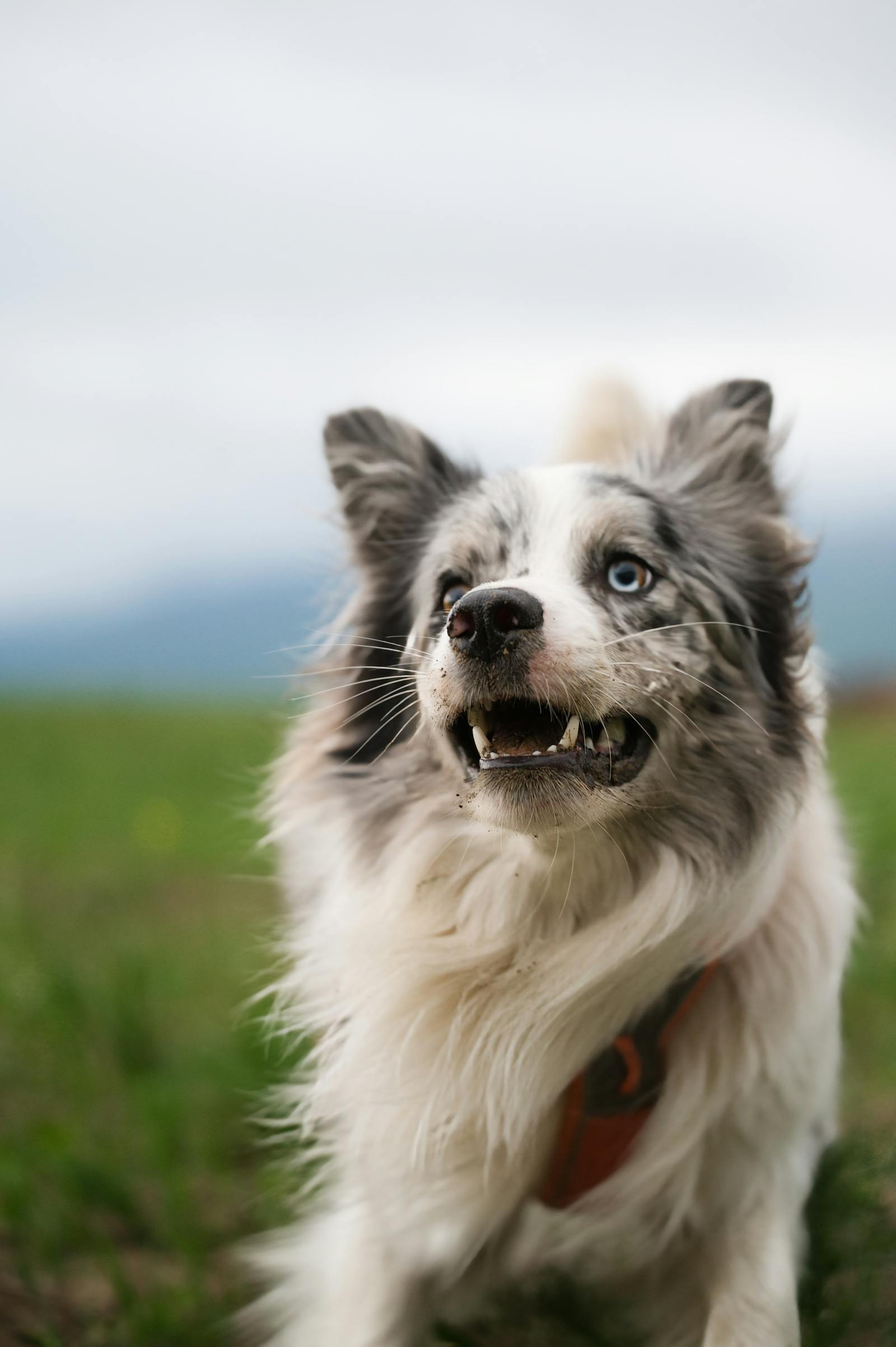 Border collie running joyfully through a grassy field