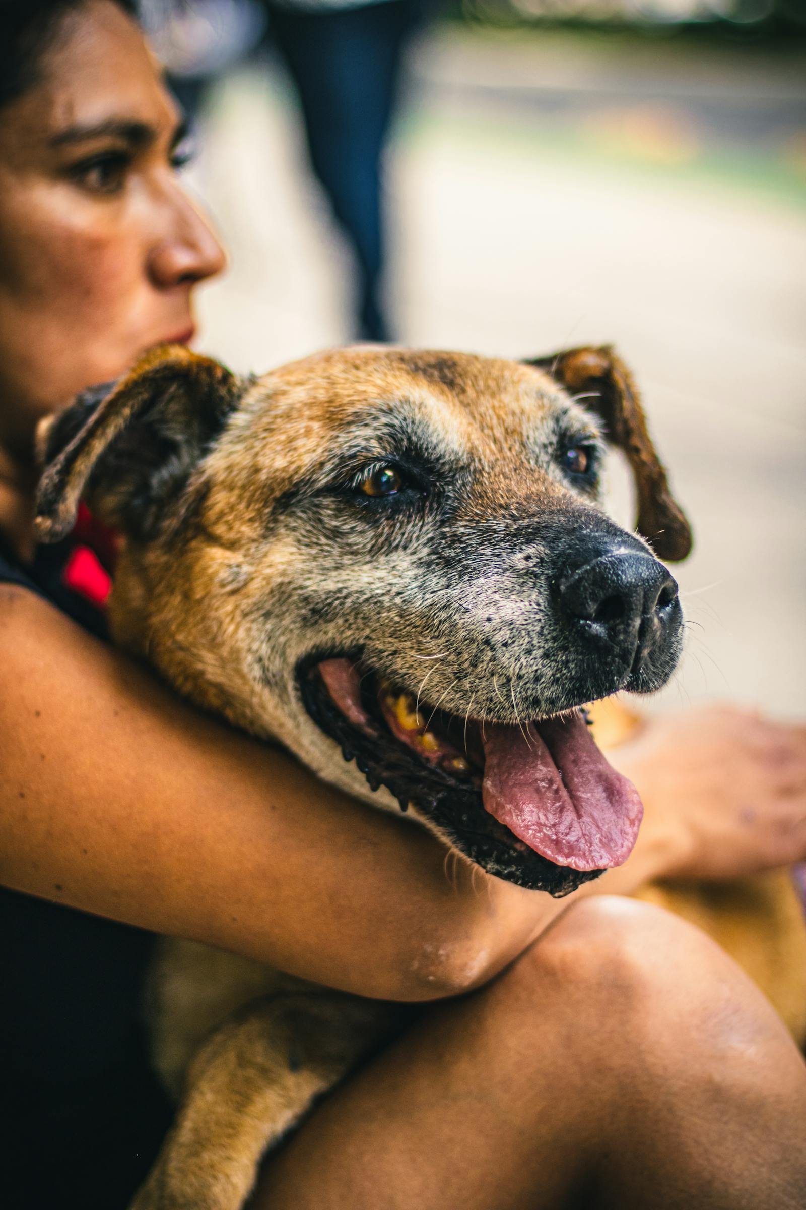 Owner embracing their happy dog outdoors