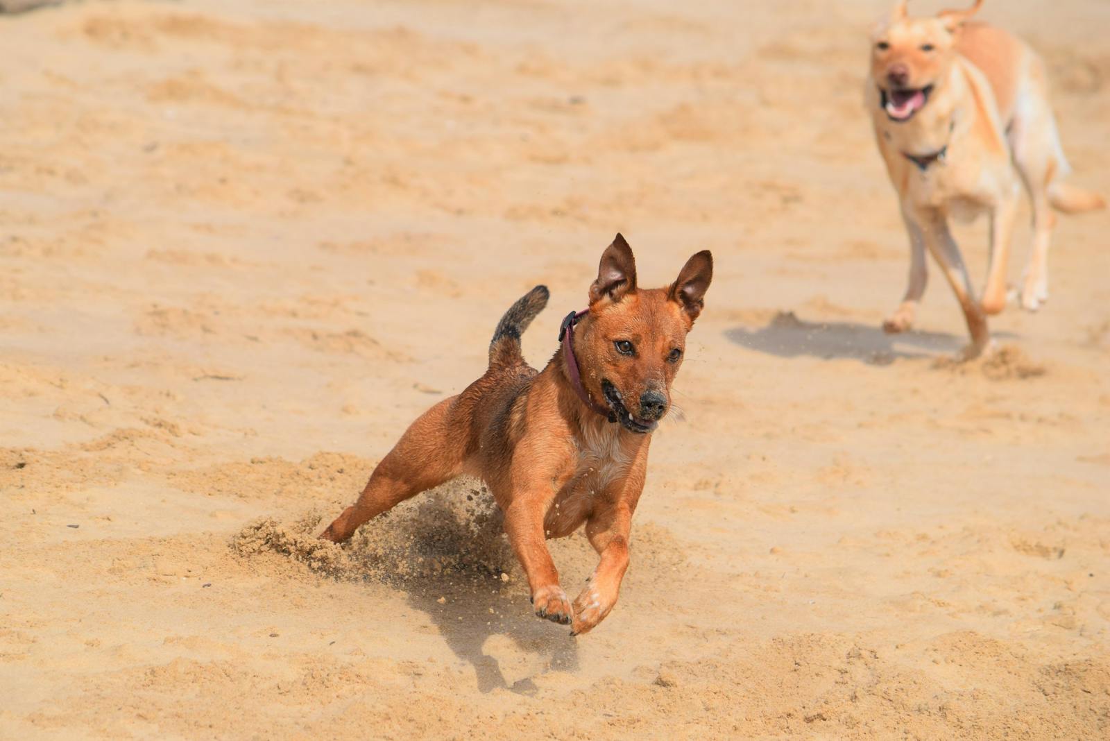 Two dogs running together on a sandy beach